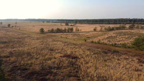 Savannenländer-Von-Belgien-Mit-Dem-Aussehen-Von-Afrika