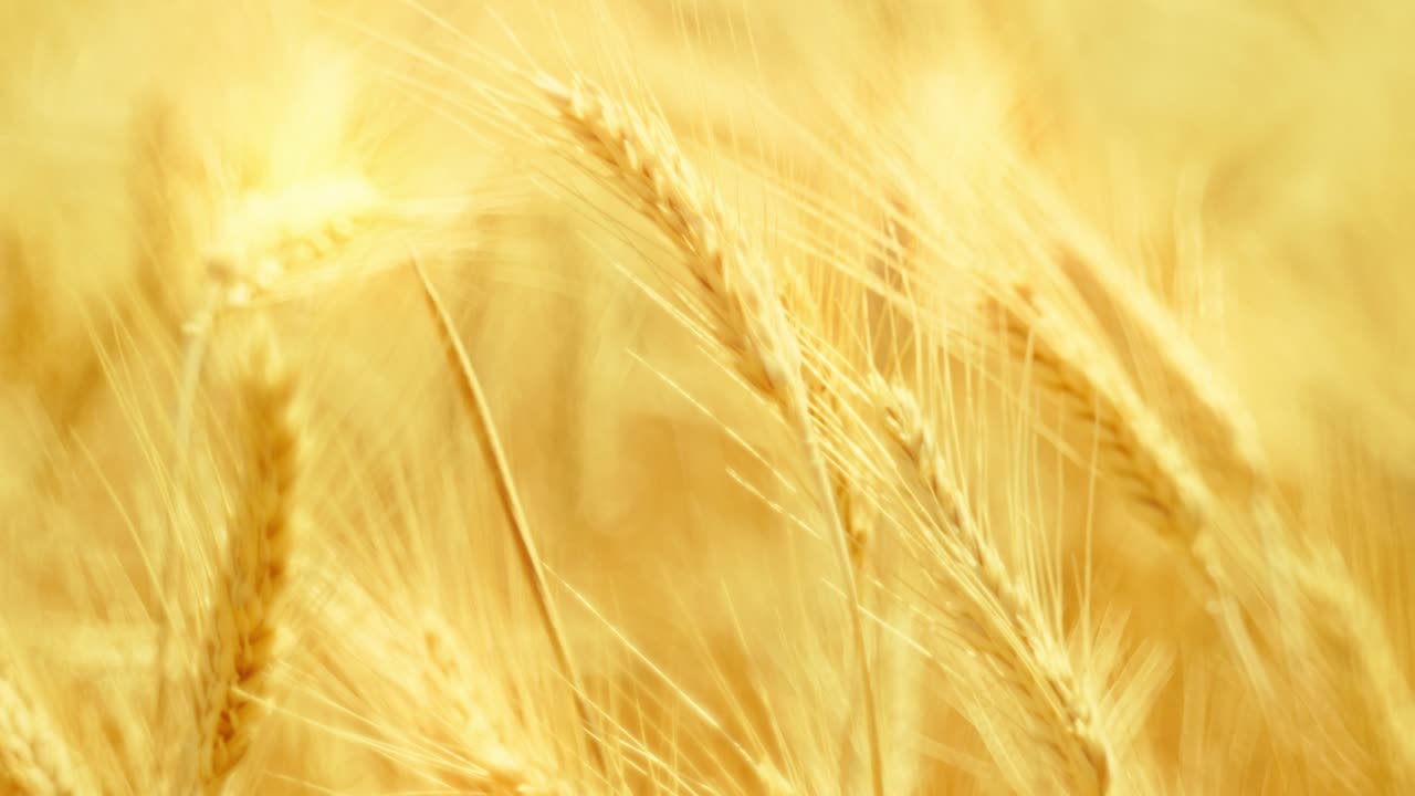 Golden wheat ears swaying in warm sunlight, symbolizing harvest, nature's abundance, and the serenity of a summer field at sunset. Close-up with beautiful soft focus. Cinematic.