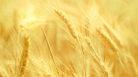 golden wheat ears swaying in warm sunlight, symbolizing harvest, nature's abundance, and the serenity of a summer field at sunset. close-up with beautiful soft focus. cinematic.