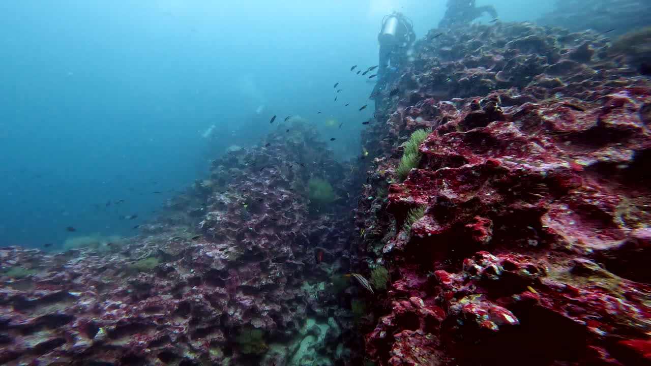 toma acuática de buzos explorando