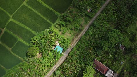 rotación aérea lenta de una vista de arriba hacia abajo sobre los campos de arroz que muestra el paisaje texturizado de bali, indonesia