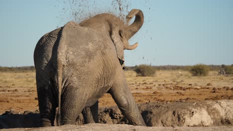 Vista-Trasera-Del-Elefante-Rociando-Barro-Sobre-Su-Espalda-Con-Su-Trompa