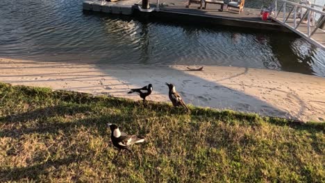 magpies interacting near water and dock