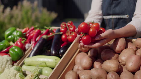 las manos del granjero sosteniendo varios deliciosos tomates cereza