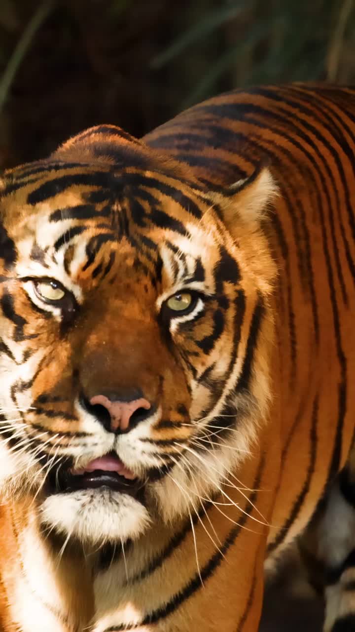 Una tigre che cammina nel suo recinto