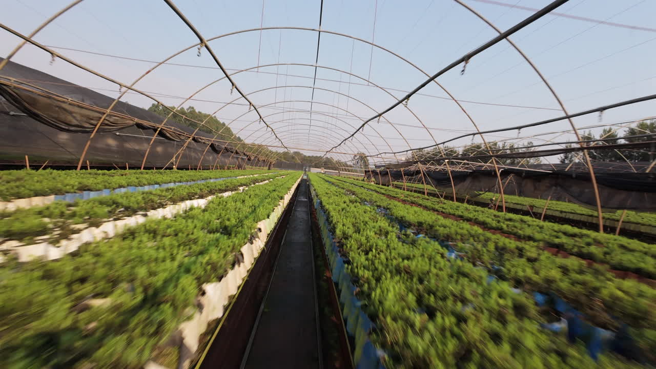 Nursery plants in industrial farm, sustainable agriculture, interior view with FPV drone