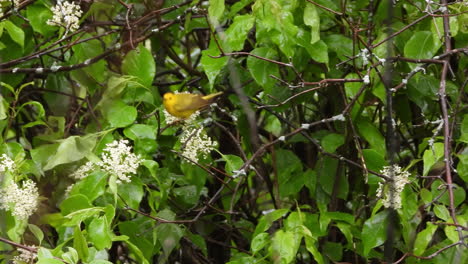 Playful-warbler-hopping-and-flying-from-one-branch-to-other-branches-on-a-sunny-day