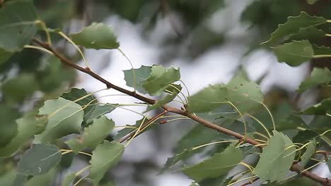 hojas verdes en el árbol que sopla en el viento en un video de material de archivo de día de verano