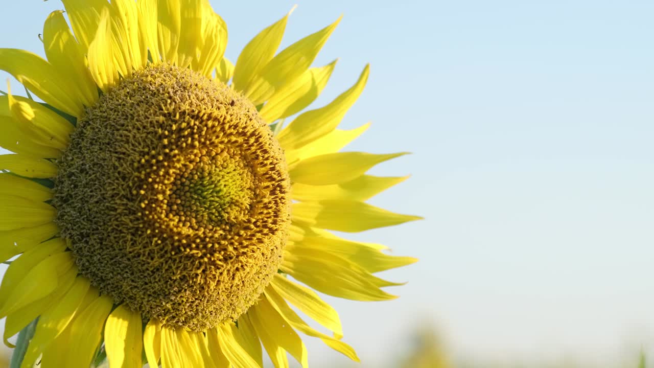 꽃에서 해바라기 꽃의 클로즈업 영상입니다.