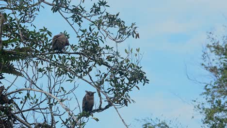 Blauer-Himmel-Mit-Einer-Muttereule-Auf-Dem-Ast-Unten-Und-Dann-Schüttelt-Der-Junge-Vogel-Seine-Federn,-Um-Sich-Zu-Reinigen,-Buffy-Fish-Owl-Ketupa-Ketupu,-Khao-Yai-Nationalpark,-Thailand