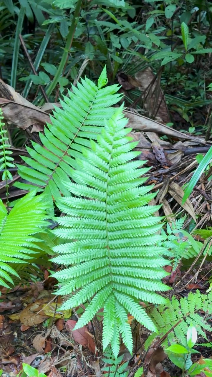 Primo piano di foglie di felce verde lussureggiante che si muovono delicatamente nella brezza della foresta pluviale tropicale.