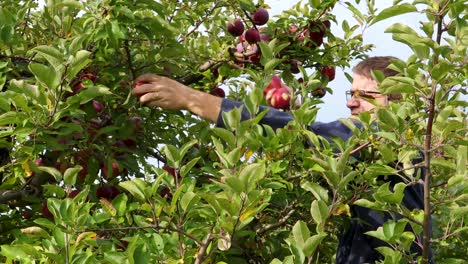 Un-Hombre-Caucásico-En-El-Lado-Derecho-De-La-Pantalla,-Usando-La-Técnica-Adecuada-Para-Recoger-Una-Manzana