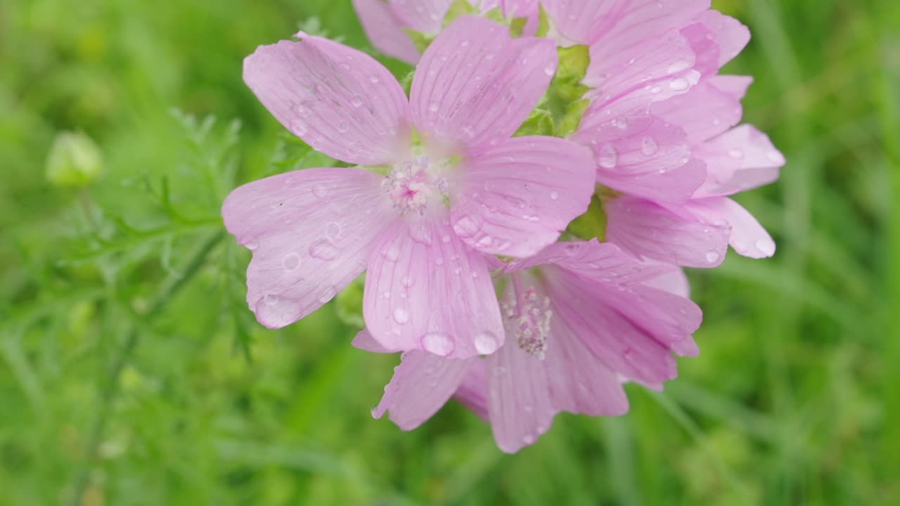 flor rosa de cinco pétalos con gotas de agua en las hojas