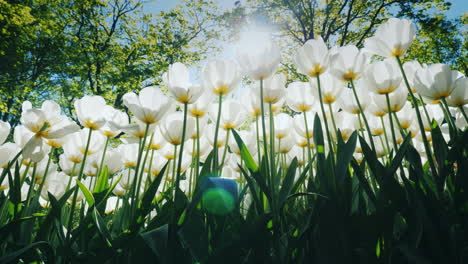 white tulips