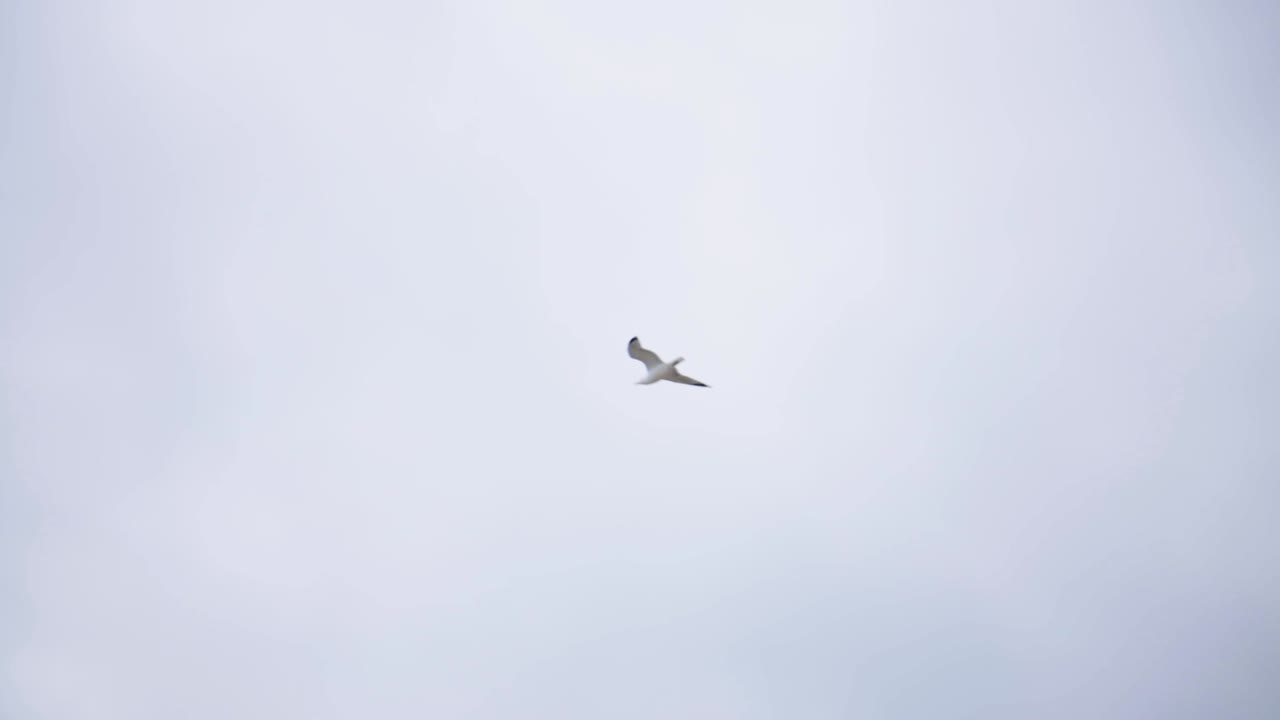 Seagull Flying In The Blue Sky.- wide shot