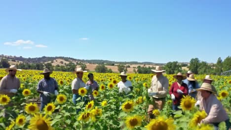 a vibrant sunflower field: community members engaging in collaborative agricultural practices under a clear blue sky