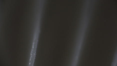 Mushroom-gills-seen-through-a-microscope-showing-spores