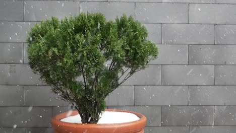 a green bush in a pot with snow falling around it