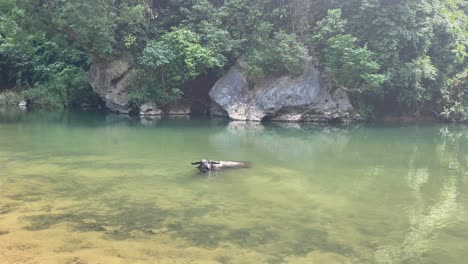 el búfalo de agua disfruta de un baño en un agua verde clara