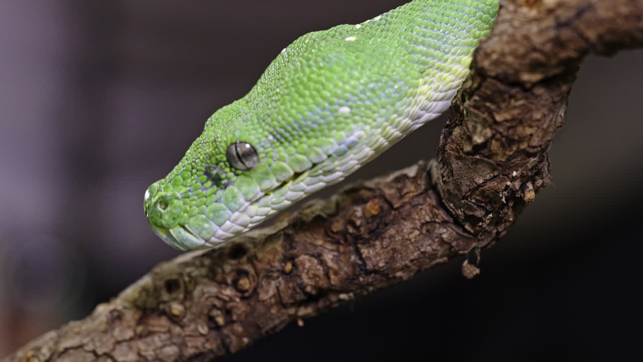 Green tree python rests on a branch in a close-up shot highlighting its vivid scales and texture