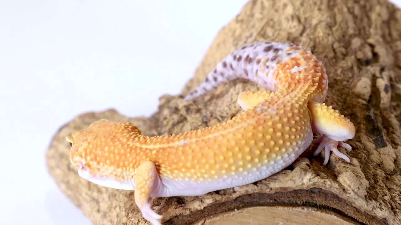 Macro ritratto di profilo di un geco leopardo giallo appoggiato su una superficie di un tronco di legno texturizzato