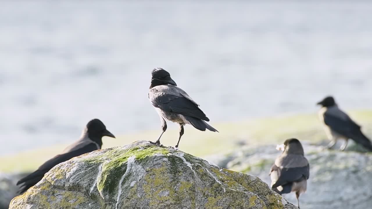 Wild crows sitting on stone next to the fjord in Norway.