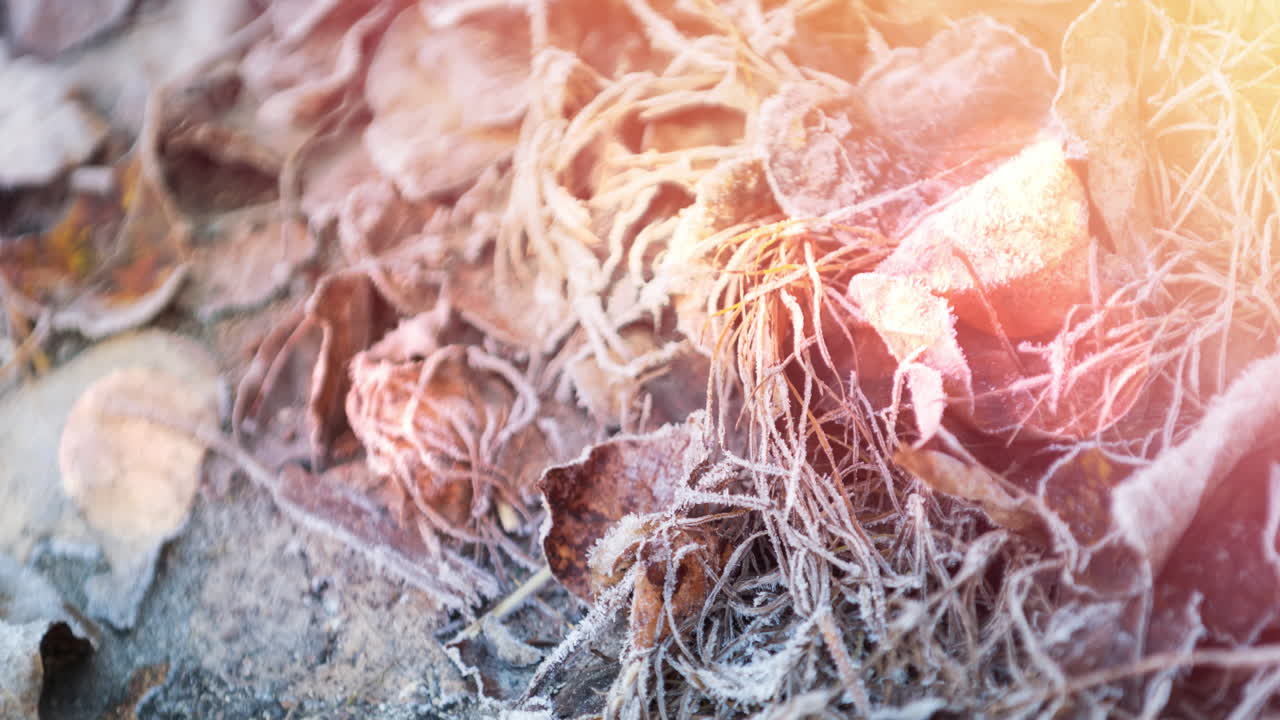 겨울에 눈과 얼음으로  ⁇ 인 건조한 잎의 활성화와 밝은 반점이 있습니다.