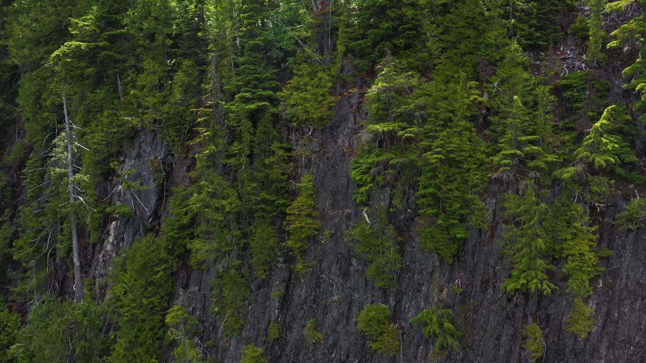 Aerial View of Lush Green Forest Covering a Steep Cliff Face