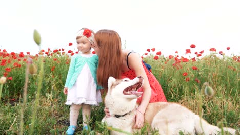 mother and her little daughter playing with siberian husky dog in poppy field