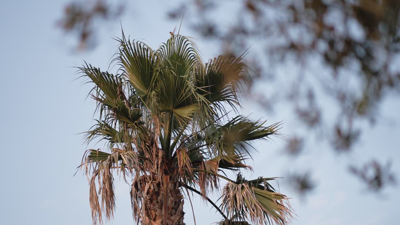close up of palm leaves in breeze with warm afternoon light