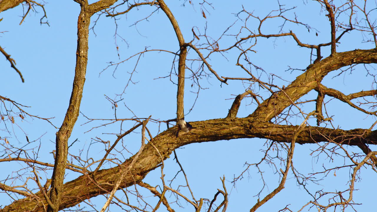 Stunning cinematic slow-mo of purple martins twisting through the air in mating displays.