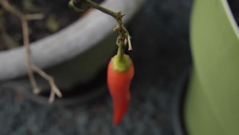 Home-grown-ripe-red-chili-pepper,-head-stil-conected-to-plant,-blurry-view-of-pots-background