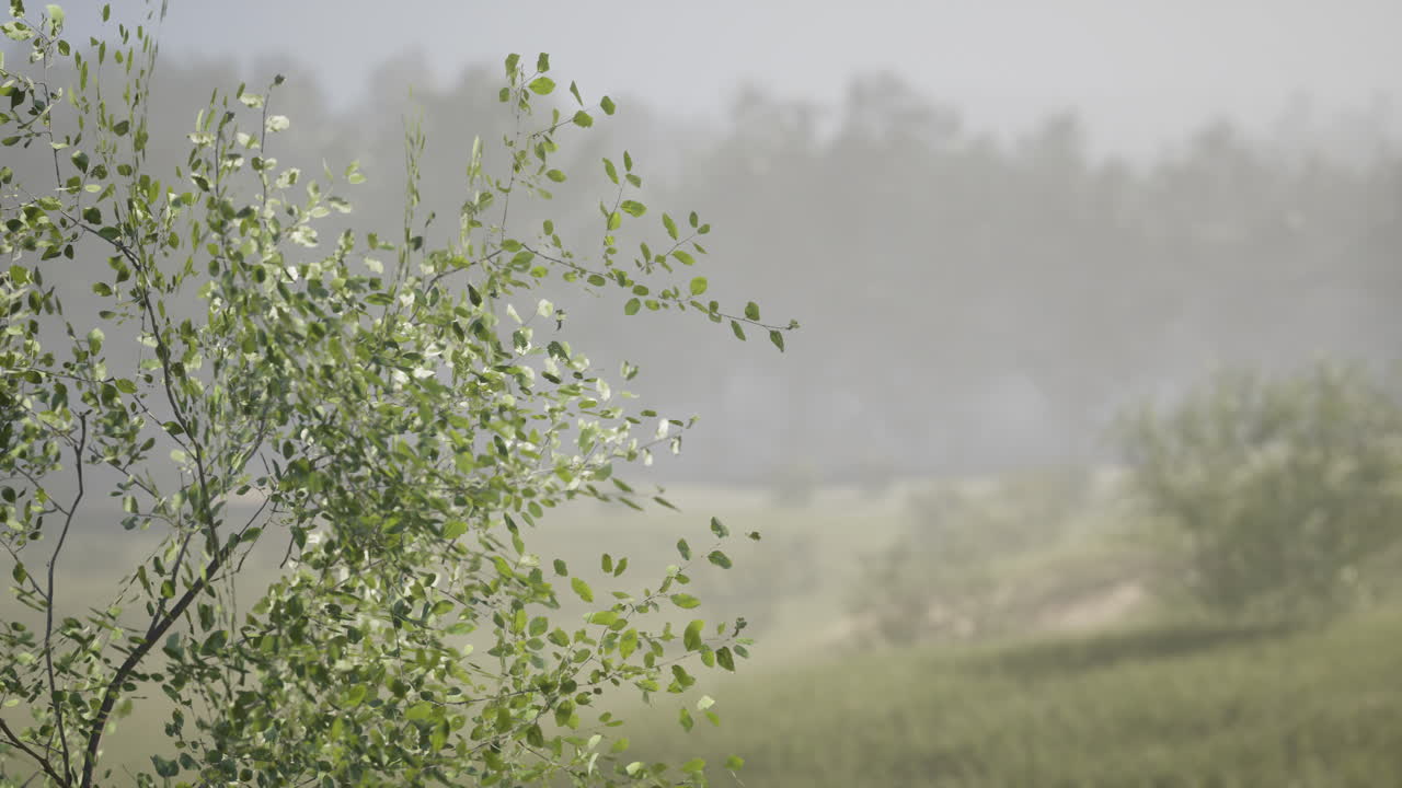 Lush green foliage in a misty landscape at dawn showcasing natures beauty