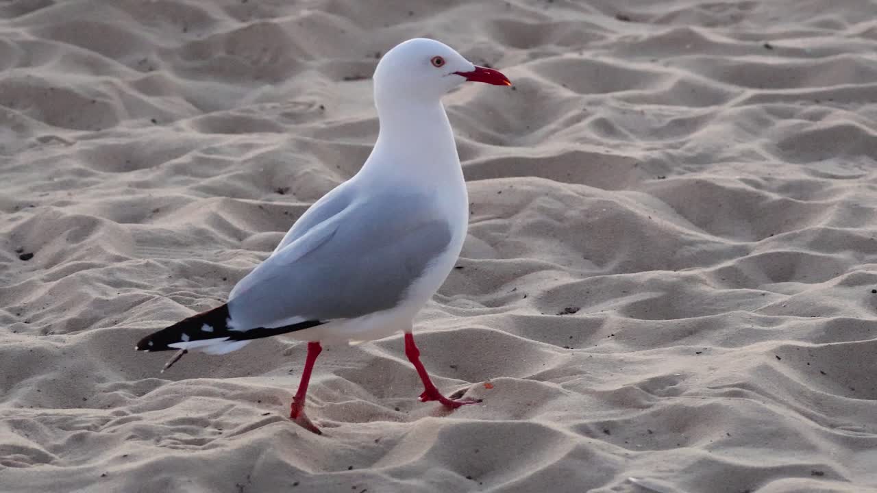 Mewa spacerująca po piaszczystej plaży