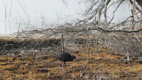 a new zealand swamphen bird searches for food amidst underbrush and foliage