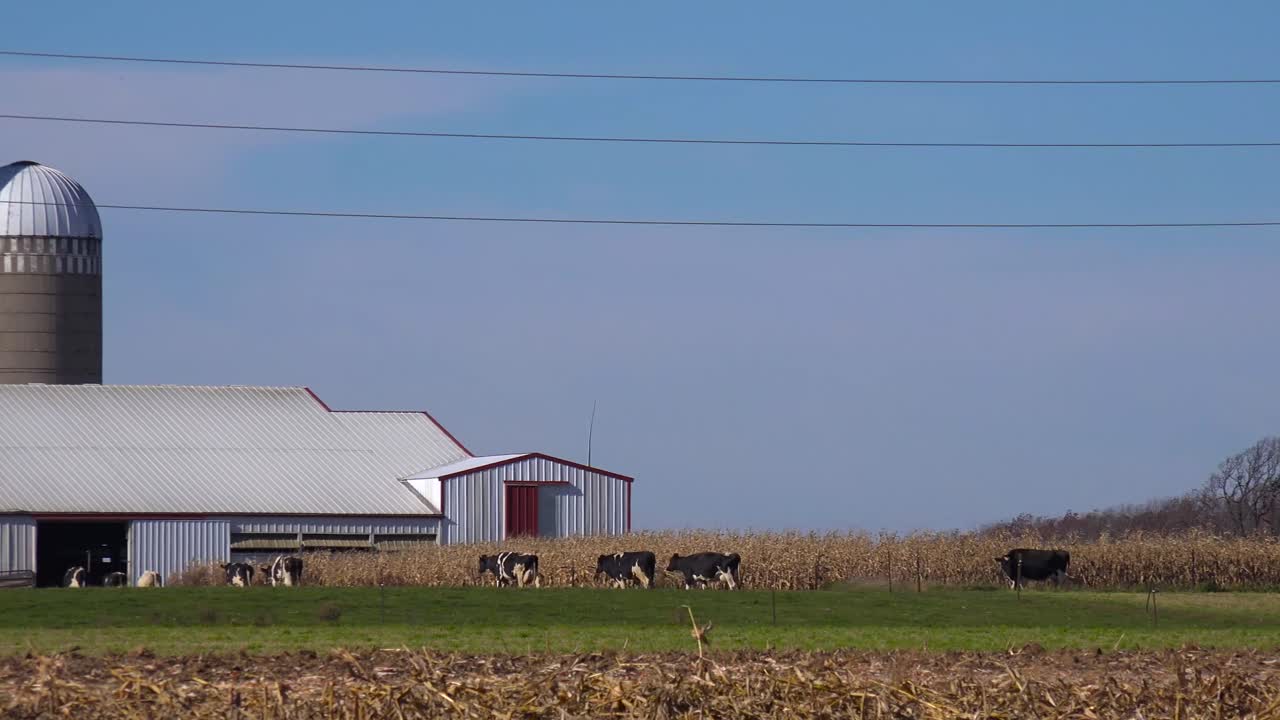toma panorámica a través de una granja lechera de wisconsin mientras las vacas entran al establo