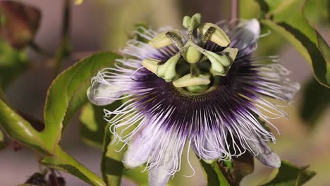 Hermosa-Flor-De-Maracuyá-Meciéndose-En-El-Viento-En-Un-Día-Soleado