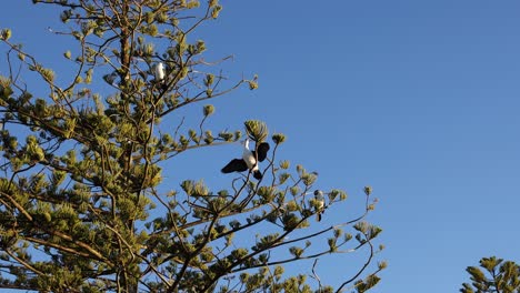 cormorants rest on a pine tree against a clear blue sky, captured in warm sunset lighting