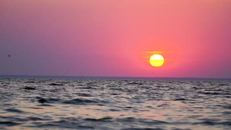 Flying-birds-in-front-of-the-colorful-sunset-on-the-sea,-close-up-shot