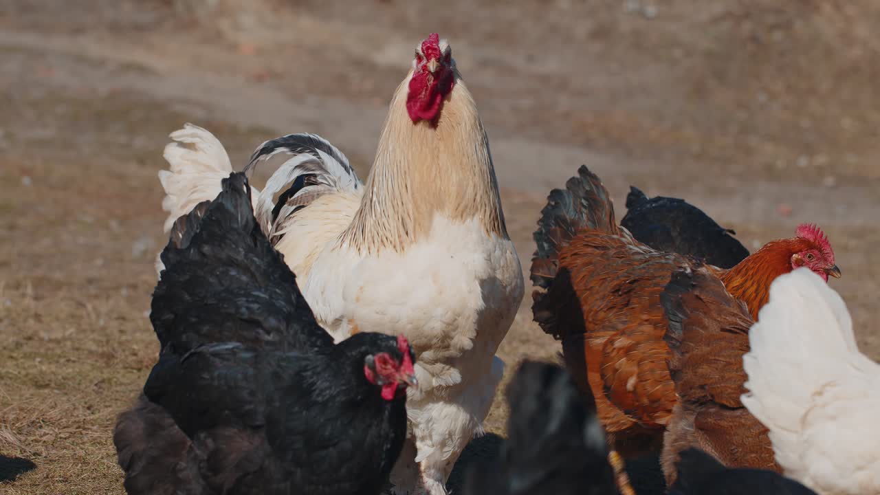 Domestic freerange pasture chickens roosters walking on grass feeding on rural eco home farm coop