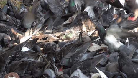 Bandada-De-Palomas-Luchan-Por-Comer-El-Cereal