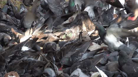 una bandada de palomas luchan por comer el cereal