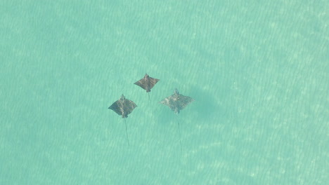 Antenne:-Drei-Gefleckte-Adlerrochen-Schwimmen-Im-Klaren,-Flachen-Meerwasser