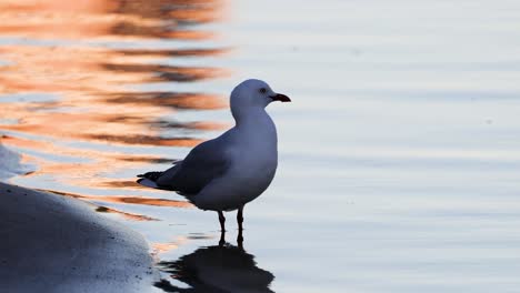 seagull standing by water during a colorful sunset