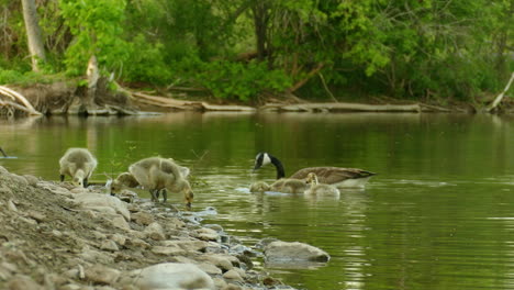 gosling, baby geese with their parents searching for food at the shore