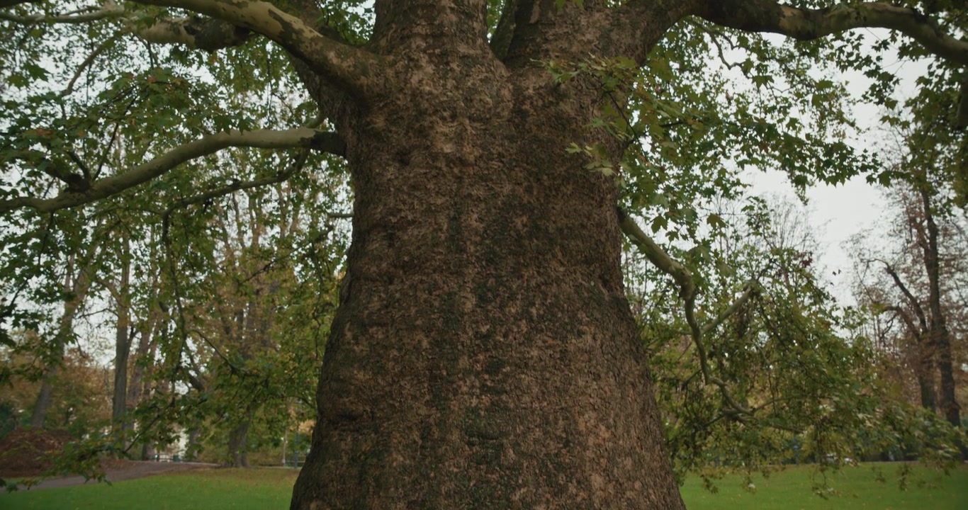 Enorme tronco de árbol en el Stadtpark Graz rodeado de exuberante vegetación y un ambiente de parque sereno