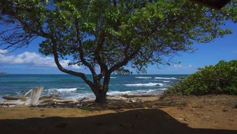 kauai hawaii beach through tree with gentle waves, still shot