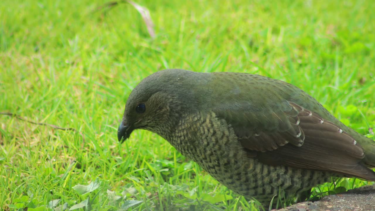 Female Satin Bowerbird Eating Grass In Garden Close Up Daytime Australia, Victoria, Gippsland, Maffra