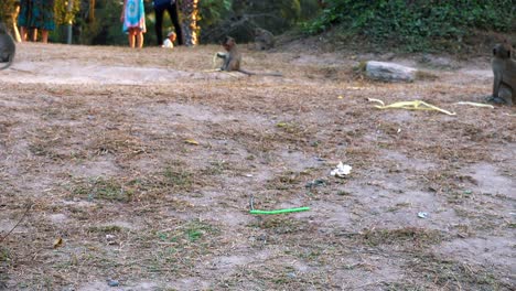 medium shot of monkey running off to play at temple area