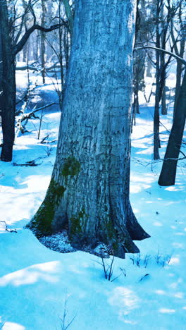 snow-covered tree trunk in a winter forest